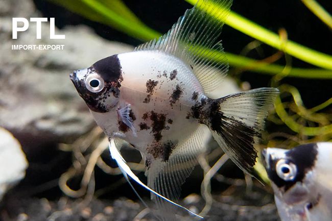 PTL691577_PTEROPHYLLUM SCALARE PANDA